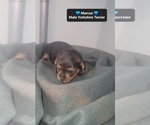Small #2 Yorkshire Terrier