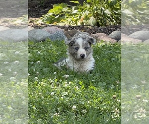Medium Border Collie