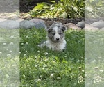 Puppy Milo Border Collie