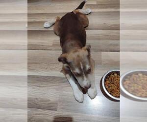 American Staffordshire Terrier-Unknown Mix Dogs for adoption in San Antonio, TX, USA
