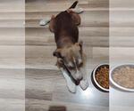Small American Staffordshire Terrier Mix