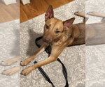 Small Labrador Retriever Mix