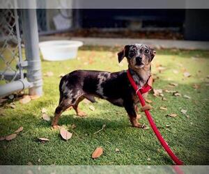 Chihuahua-Unknown Mix Dogs for adoption in Orlando, FL, USA
