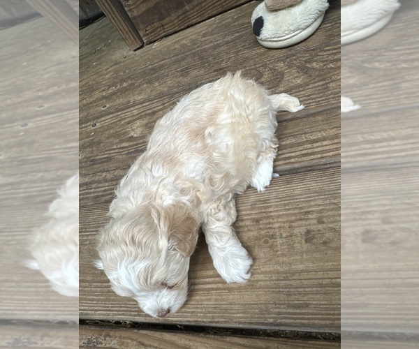Medium Photo #8 Maltipoo Puppy For Sale in RUSSELLVILLE, AL, USA