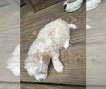 Small Photo #8 Maltipoo Puppy For Sale in RUSSELLVILLE, AL, USA