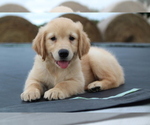 Small Photo #14 Golden Retriever Puppy For Sale in KEMP, TX, USA