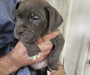 American Pit Bull Terrier-Presa Canario Mix Puppy for sale in COLUMBUS, GA, USA
