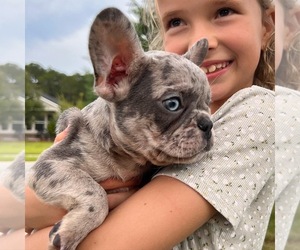 French Bulldog Puppy for sale in SAINT AUGUSTINE, FL, USA