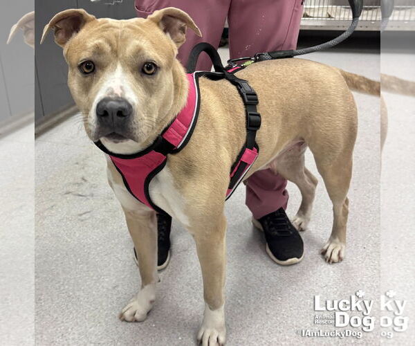 Medium Photo #3 Mutt Puppy For Sale in Washington, DC, USA