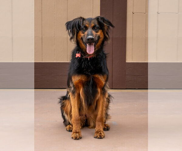 Medium Photo #7 German Shepherd Dog-Unknown Mix Puppy For Sale in Lake Forest, CA, USA