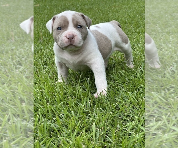 Medium Photo #4 American Bully Puppy For Sale in BEULAVILLE, NC, USA