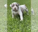 Small #3 American Bully