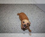 Small #1 Chiweenie