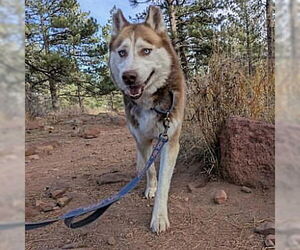 Siberian Husky Dogs for adoption in Omaha, NE, USA