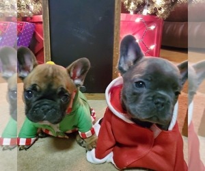 French Bulldog Puppy for sale in CHATTANOOGA, TN, USA
