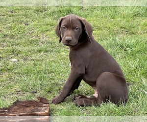 German Shorthaired Pointer Puppy for sale in HYDESVILLE, CA, USA