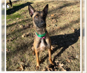 Mutt Dogs for adoption in Stevens Point, WI, USA