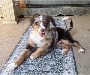 Bernedoodle Puppy for sale in CABOT, AR, USA