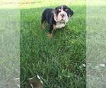 Small Photo #6 Olde English Bulldogge Puppy For Sale in LAKE NEPESSING, MI, USA