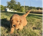 Small #2 Golden Retriever