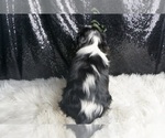 Small #5 Cavalier King Charles Spaniel
