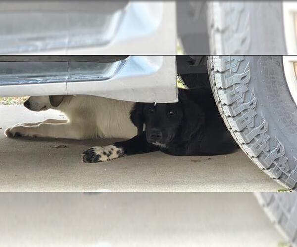 Medium Photo #1 Labrador Retriever-Unknown Mix Puppy For Sale in San Antonio, TX, USA