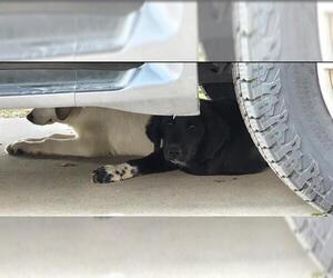 Labrador Retriever-Unknown Mix Dogs for adoption in San Antonio, TX, USA