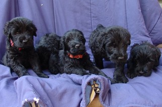 Black Russian Terrier Puppy for sale in MINOCQUA, WI, USA
