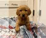 Small #2 Golden Retriever