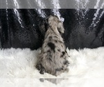 Small Photo #48 Cocker Spaniel Puppy For Sale in WARSAW, IN, USA
