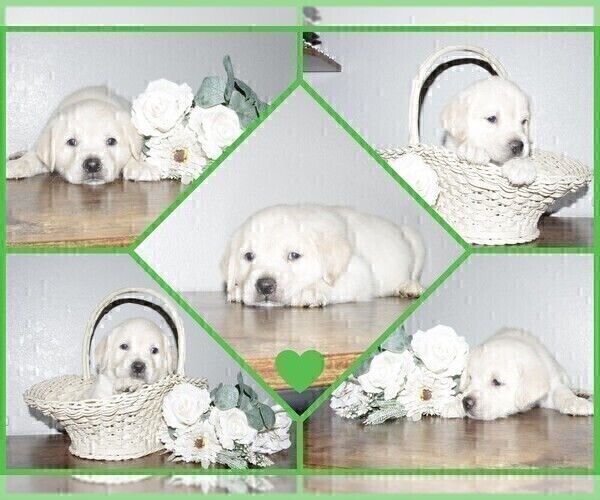 Medium Photo #16 English Cream Golden Retriever-Labrador Retriever Mix Puppy For Sale in FORT COLLINS, CO, USA