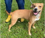Small #3 Labrador Retriever Mix