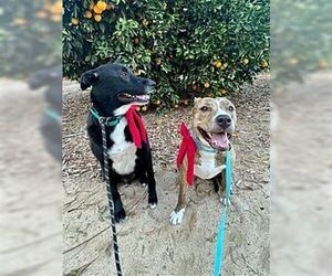 Mason Boy - Male Mutt Dog for Adoption - Photo #3