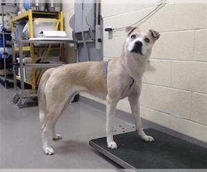 Siberian Husky Dogs for adoption in Denver, CO, USA