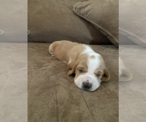 Basset Hound Puppy for sale in MILTON, FL, USA