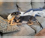 Small #3 Mutt