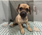 Small #1 Mutt