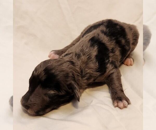 Medium Photo #8 Aussiedoodle Miniature  Puppy For Sale in COLUMBIA, TN, USA