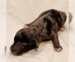 Small #7 Aussiedoodle Miniature 