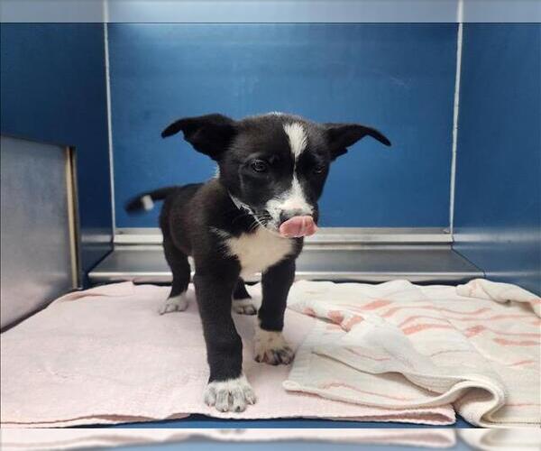 Medium Photo #1 Border Collie-Unknown Mix Puppy For Sale in Conroe, TX, USA