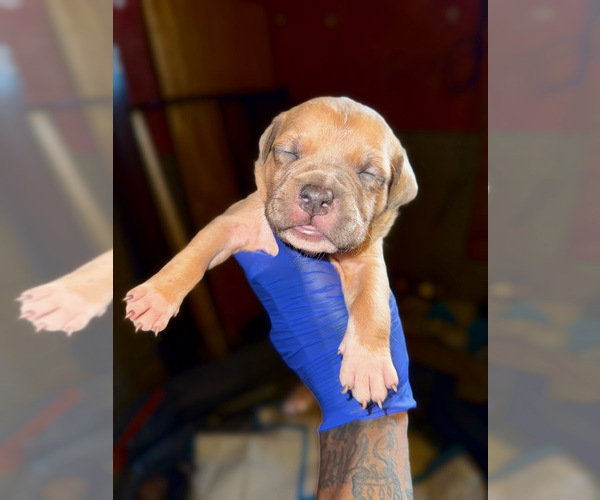 Medium Photo #8 American Bully Puppy For Sale in COLUMBUS, OH, USA