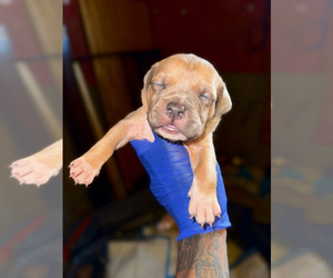 Medium American Bully