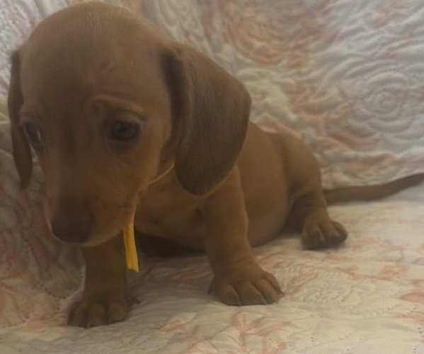 Medium Photo #1 Dachshund Puppy For Sale in WILEY, CO, USA