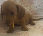 Puppy 4 Dachshund