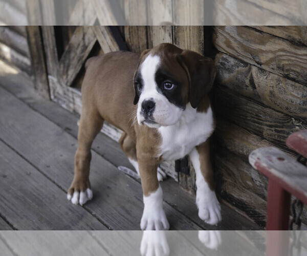 Medium Photo #6 Boxer Puppy For Sale in SHIPSHEWANA, IN, USA