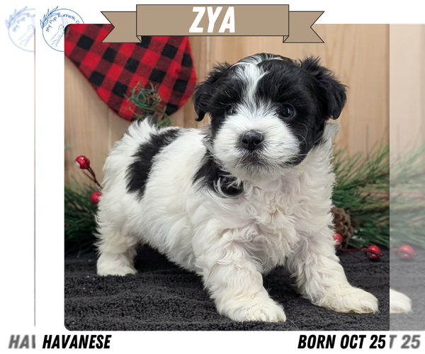 Medium Photo #1 Havanese Puppy For Sale in GOSHEN, IN, USA