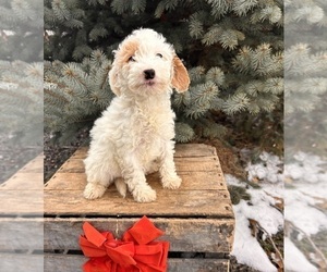 Goldendoodle (Miniature) Puppy for sale in MIDDLEBURY, IN, USA