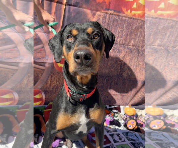 Medium Photo #1 Rotterman Puppy For Sale in Lake Elsinore, CA, USA