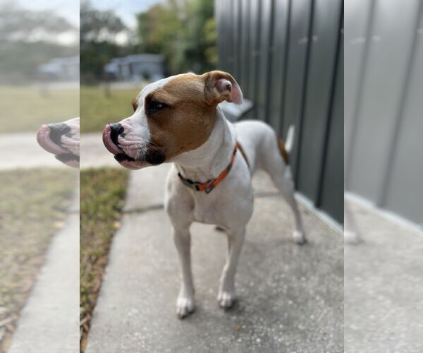 Medium Photo #2 Mutt Puppy For Sale in  Gainesville, FL, USA