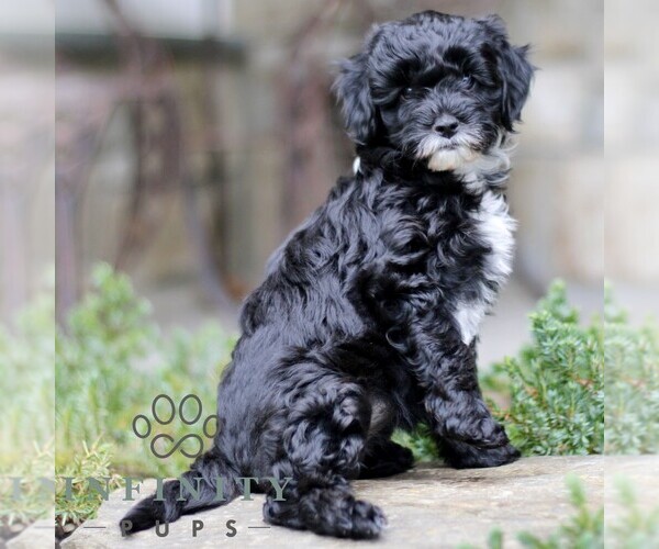 Medium Photo #3 Cavapoo (Miniature) Puppy For Sale in KINZERS, PA, USA